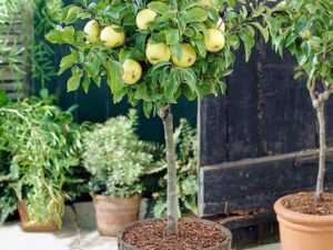 کاشت درخت سیب در باغچه