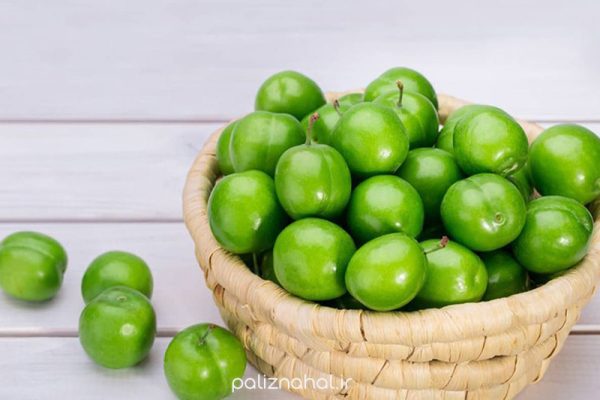 نهال گوجه سبز آذرشهر