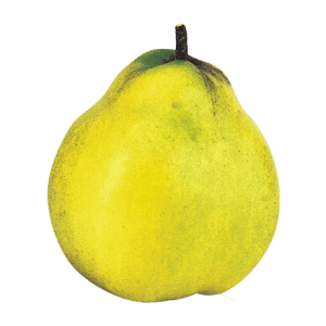 نهال به گلابی