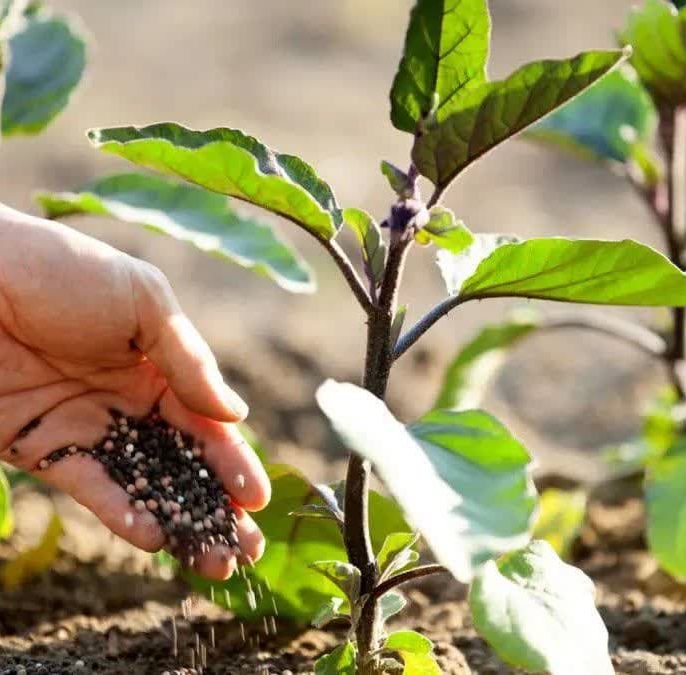 کاربردهای زئولیت در کشت زراعی