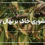 تاثیر شوری خاک بر نهال بادام