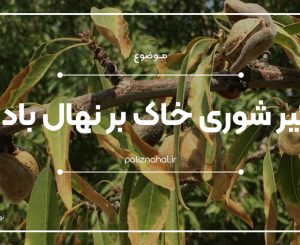 تنش شوری چیست و تاثیر آن بر نهال بادام