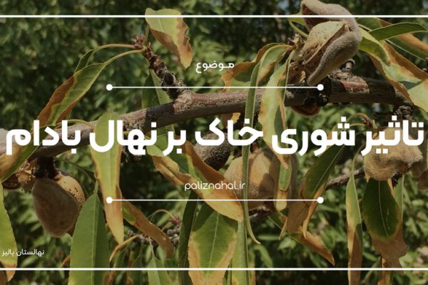 عوامل موثر بر افزایش مقاومت نهال بادام در برابر تنش شوری