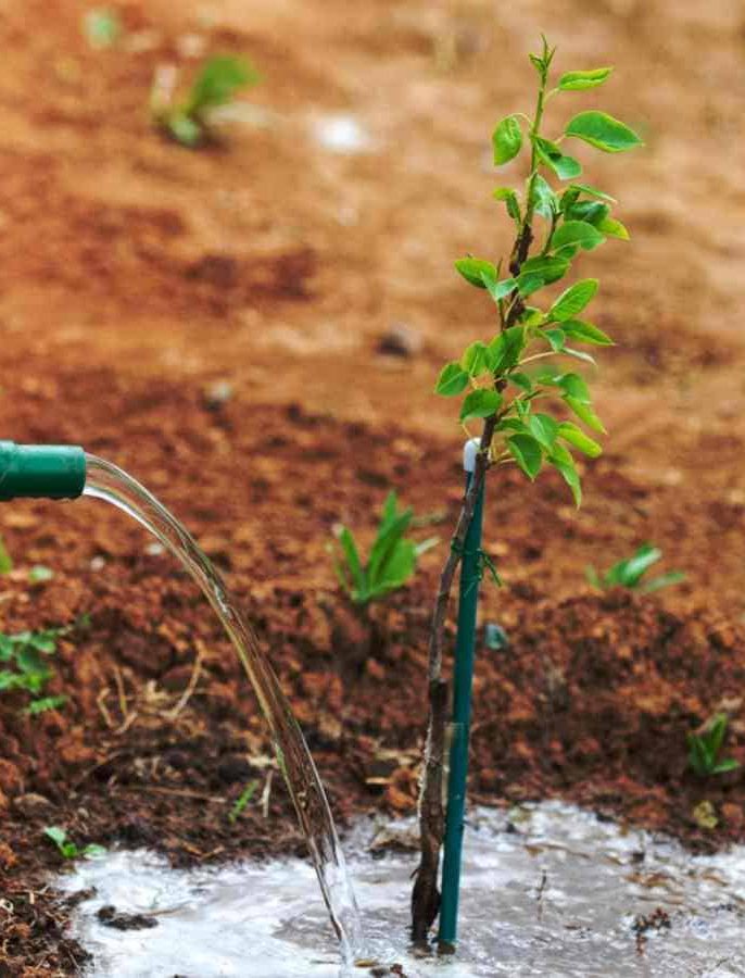 آبیاری منظم و کنترل‌شده برای جلوگیری از تنش آبی