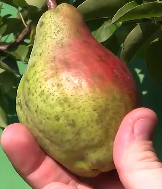 مبارزه با آفات و بیماری‌ها به‌صورت پیشگیرانه