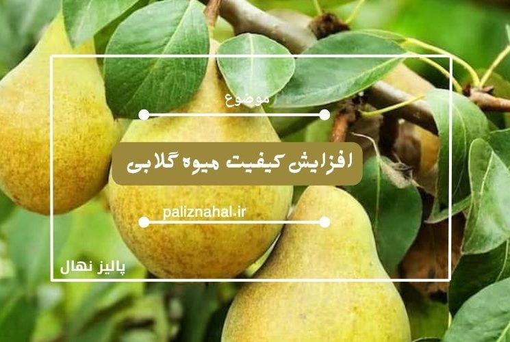 ۷ نکته طلایی برای افزایش کیفیت میوه گلابی