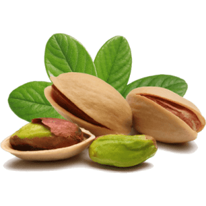 نهال پسته رفسنجان 