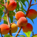 خرید نهال هلو زعفرانی پیش رس