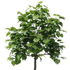 Paulownia 40 min min 1