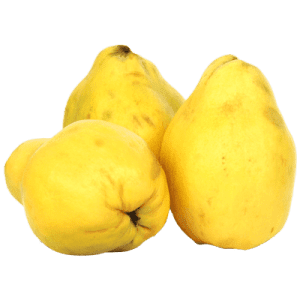 نهال به کوزه ای