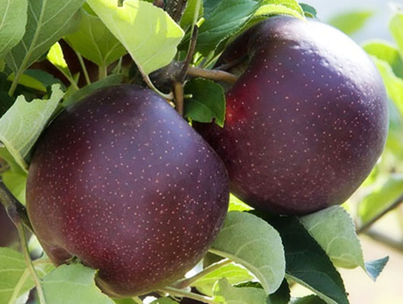 نهال سیب جرومین