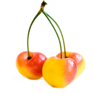 نهال گیلاس زرد ارومیه