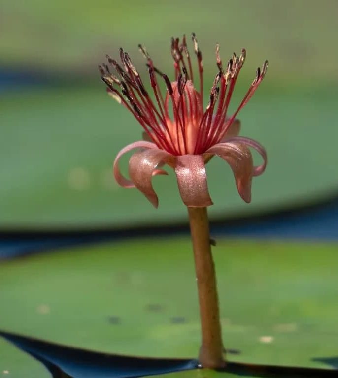  انواع گرده‌افشانی