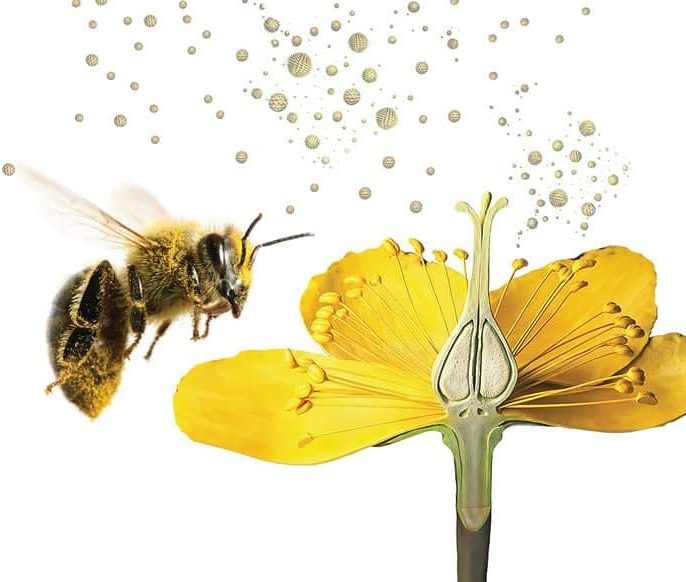  عوامل مؤثر بر موفقیت گرده‌افشانی