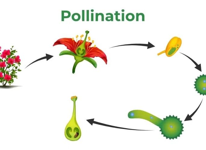  مکانیسم گرده‌افشانی گل‌ها چگونه است؟