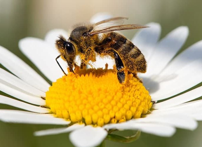 نقش زنبورها در گرده‌افشانی