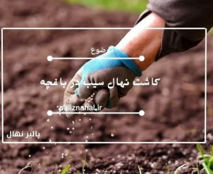 کاشت نهال سیب در باغچه