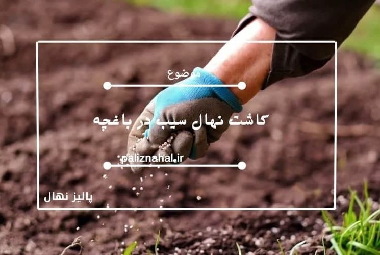 کاشت نهال سیب در باغچه