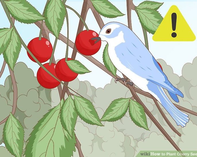 دور کردن پرنده ها از درخت گیلاس