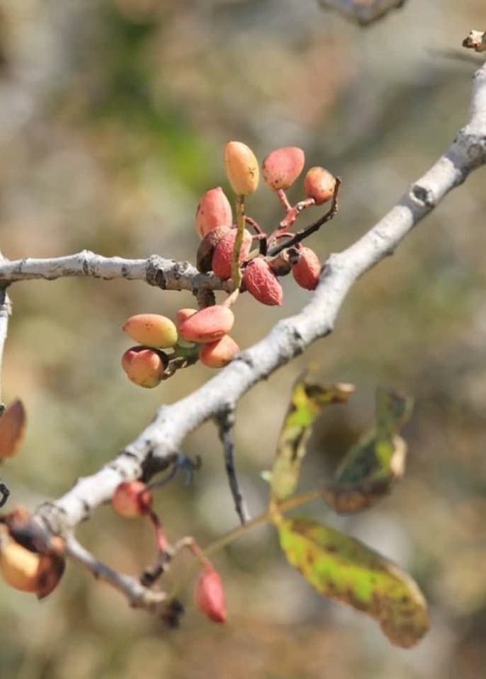 روش‌های پیشگیری کلی از آفات و بیماری‌ها