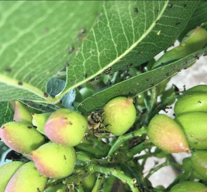 نکات کلیدی برای باغداران