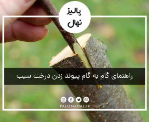 پیوند زدن درخت سیب