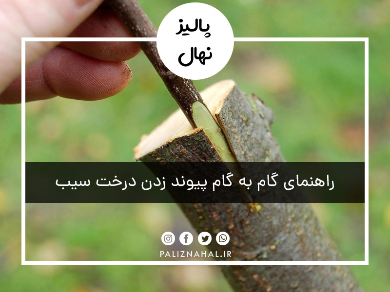 راهنمای گام به گام پیوند زدن درخت سیب