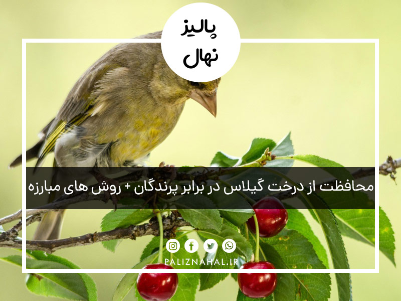 محافظت از درخت گیلاس در برابر پرندگان + روش های مبارزه