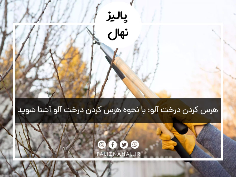 هرس کردن درخت آلو: با نحوه هرس کردن درخت آلو آشنا شوید
