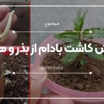 آموزش گام به گام کاشت بادام از بذر و هسته + تصاویر