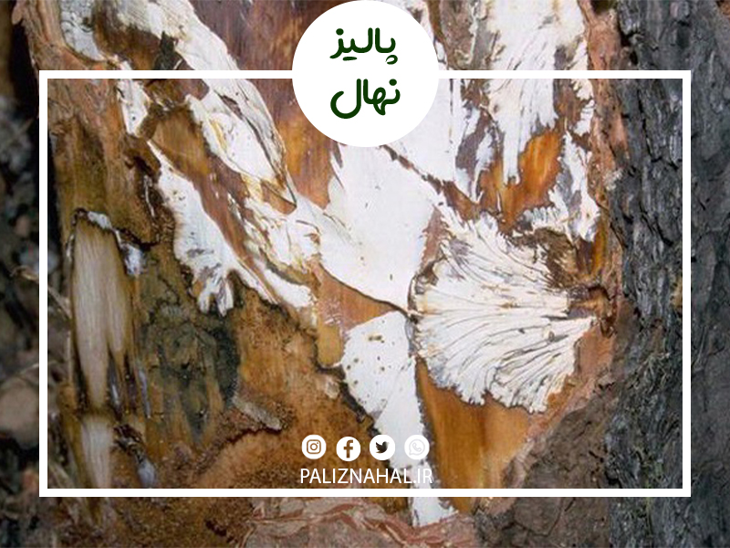 آفت شانکر Botryosphaeria آفت شانکر Botryosphaeria