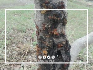 آفت شانکر Botryosphaeria