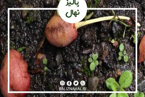 علت میوه ندادن درخت گیلاس چیست؟