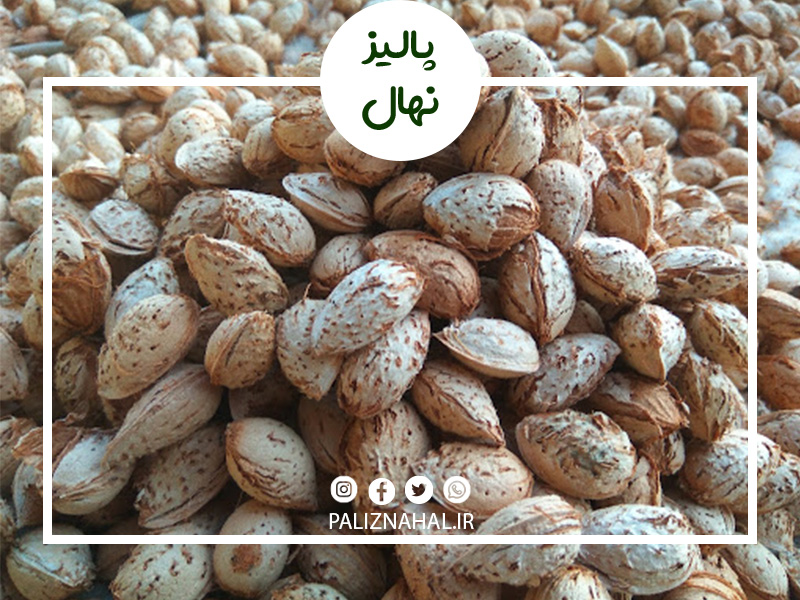 بررسی و معرفی بهترین نهال بادام از نظر منطقه بررسی و معرفی بهترین نهال بادام از نظر منطقه