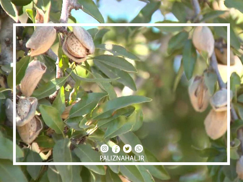 بهترین نهال بادام