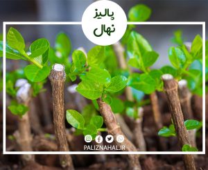 بهترین زمان قلمه زدن نهال گیلاس
