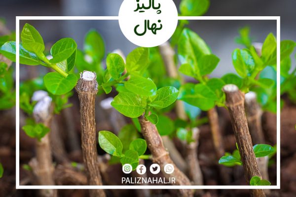 بهترین زمان قلمه زدن نهال گیلاس چه موقع می باشد؟