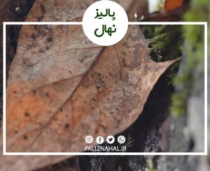 علت خشک شدن ناگهانی درخت گیلاس