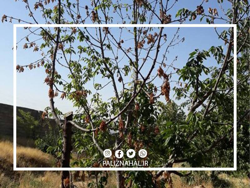 علت خشک شدن ناگهانی درخت گیلاس