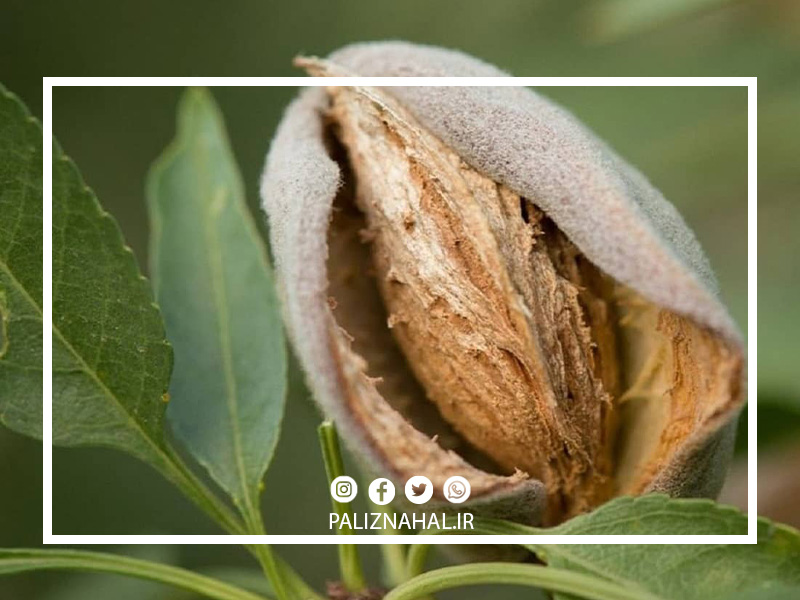 بهترین نهال بادام