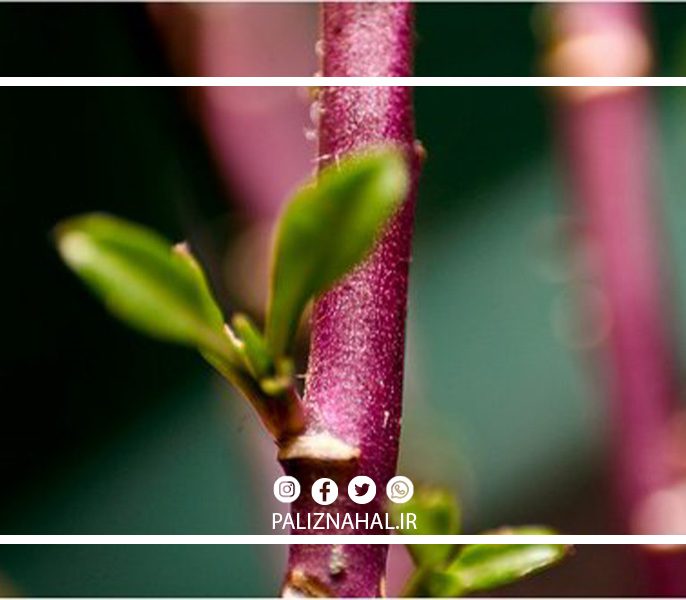 بهترین زمان قلمه زدن نهال گیلاس