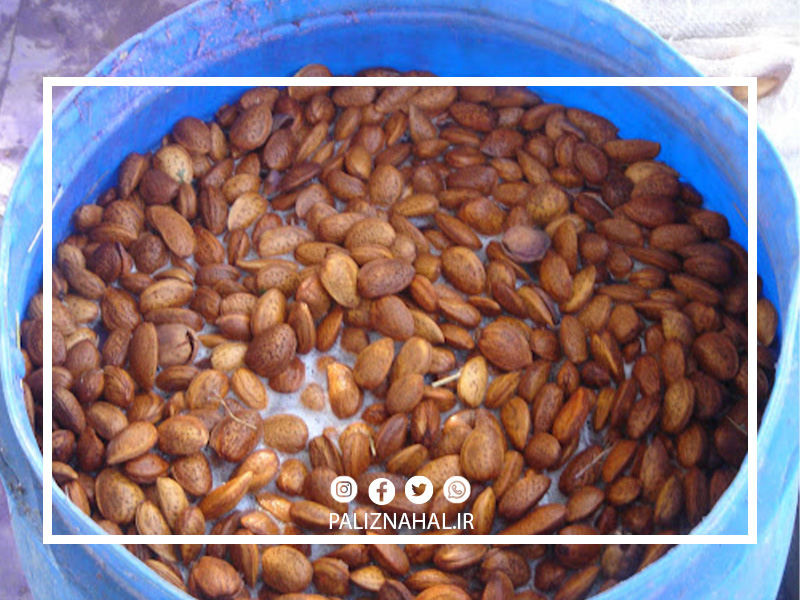 کاشت بذر بادام