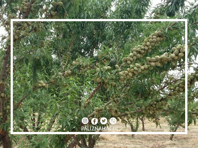 کاشت و پرورش درخت بادام