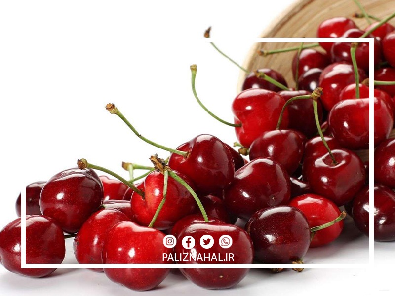 بهترین رقم نهال گیلاس