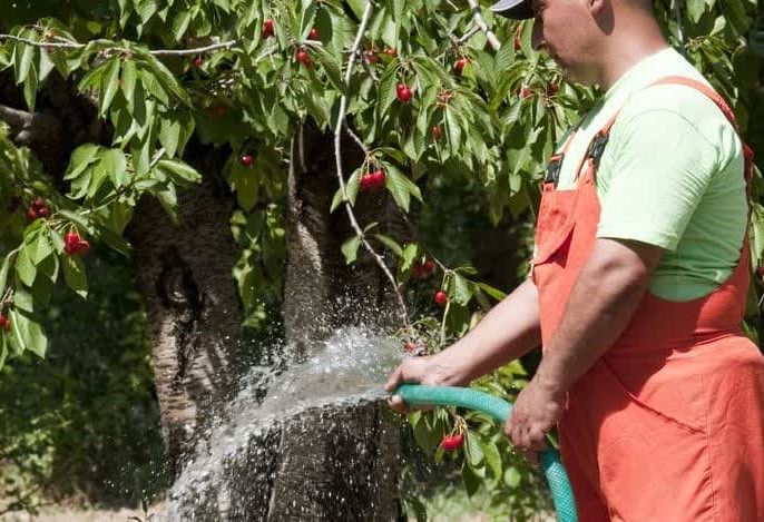 آبیاری نامناسب؛ و عدم باردهی درخت گیلاس