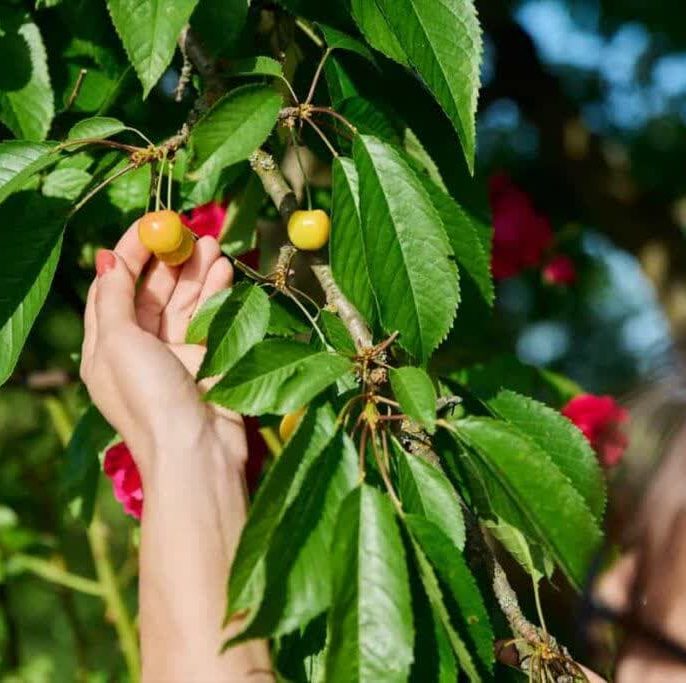 عدم گرده‌افشانی مناسب و تاثیر آن بر میوه‌دهی درخت گیلاس