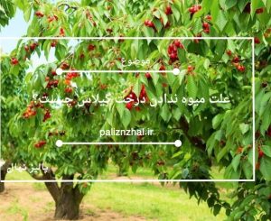 علت میوه ندادن درخت گیلاس چیست؟