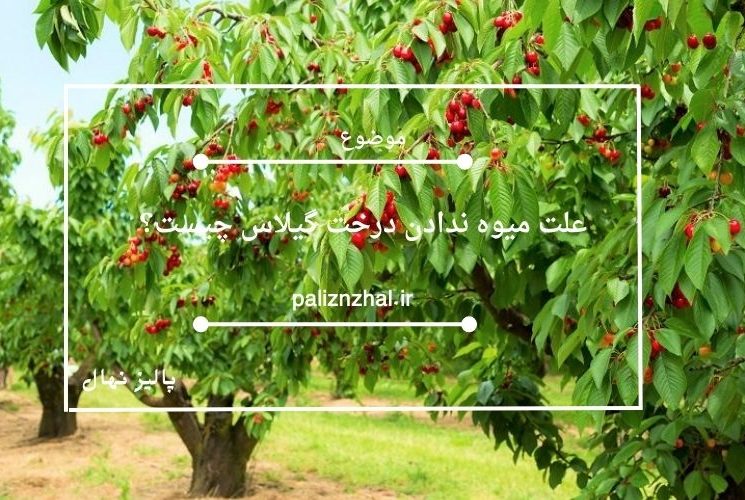 علت میوه ندادن درخت گیلاس چیست؟