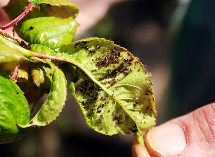 مشکلات مربوط به بیماری‌ها و آفات گیلاس