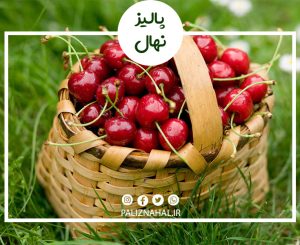 در مورد خواص میوه گیلاس چه می دانید؟